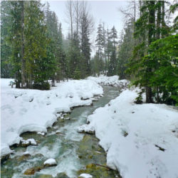 Snow, stream, trees