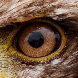 An eagle's eye, a metaphor for high visual acuity.