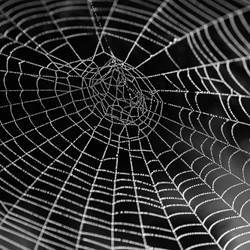 A spider's web.
