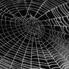 Computing With Spiders' Webs