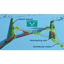 An illustration of biocomputing units propelled by molecular motors through a junction within a network of channels.