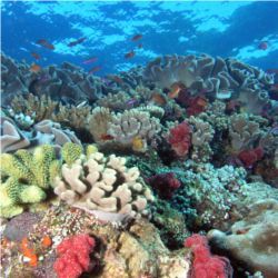 Hawaii coral reef