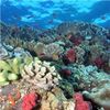 Nasa Tests Observing Capability on Hawaii's Coral Reefs