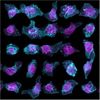 Machine Learning Predicts the Look of STEM Cells
