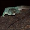 A Lizard With Scales That Behave Like a Computer Simulation