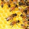 Scientists Develop a Novel Algorithm Inspired By Bee Colonies to Help Dismantling Criminal Social Networks