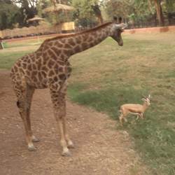 A giraffe with a gazelle.