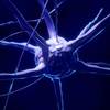 Motor Neurons Adjust to Control Tasks