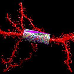 neocortex structure