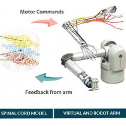 Activity in the biomimetic cortical and spinal cord models drives a virtual arm, which is mirrored by a robot arm.