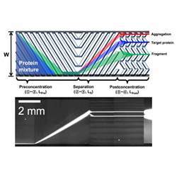 After proteins enter a nanofilter array device, they are directed to one side of the wall. This narrow line of proteins then encounters a series of slanted filters with tiny pores, designed so that smaller proteins will fit through them easily, while larg