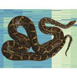 A Burmese python superimposed on an analysis of gene expression that uncovers how the species' organs change after feeding. 