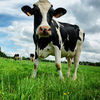 Image Analysis and Artificial Intelligence Will Change Dairy Farming
