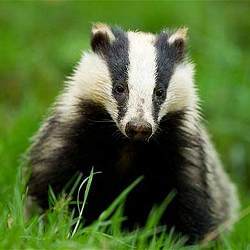 A badger.