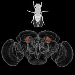 brain map of female fruit fly