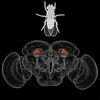 Artificial Intelligence Helps Build Brain Atlas of Fruit Fly Behavior