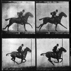 Muybridge galloping horse images