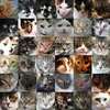 This Deep Learning AI Generated Thousands of Creepy Cat Pictures