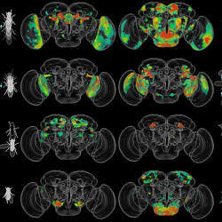 Examples of eight fruit fly brains with regions highlighted that are significantly correlated with specific activities.