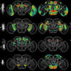 Artificial Intelligence Helps Scientists Map Behavior in the Fruit Fly Brain