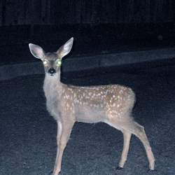 Literally, a deer in the headlights.