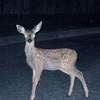 Deer Caught in the Headlights? Your Car May Soon See Them