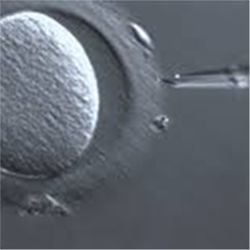 Single-cell embryo