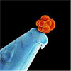 Crispr Fixes Disease Gene in Viable Human Embryos