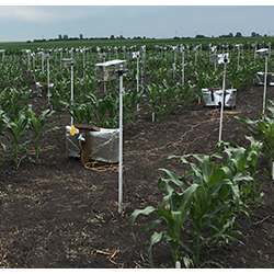 Using consumer point-and-shoot cameras to collect time-lapse videos of maize plants growing at Iowa State University.