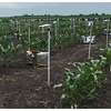 Nsf Grant Aims to ­se Big Data to Improve Crops