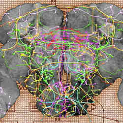 Neurological connections in the brain of a fruit fly.