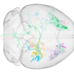 Long-range neurons across mouse brain