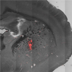 Magneto-thermal genetics