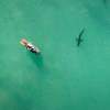 Shark-Hunting AI-Powered Algorithm to Begin Flying Over Aussie Beaches