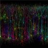 Researchers ­nite in Quest For 'standard Model' of the Brain