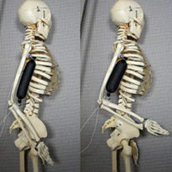 The artificial muscle lifts a skeletons arm to a 90-degree position.