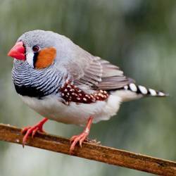 A zebra finch.