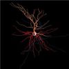 These Neurons Are Alive and Firing. And You Can Watch Them in 3-D