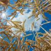 Small Group Scoops International Effort to Sequence Huge Wheat Genome