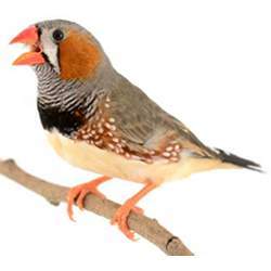 A Zebra finch.