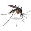 Stanford Researchers Seek Citizen Scientists to Contribute to Worldwide Mosquito Tracking