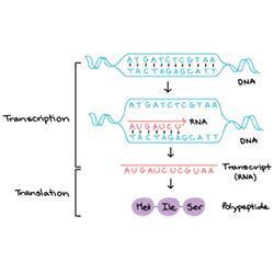 RNA transcription and translation.