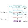 CM­ Software Assembles Rna Transcripts More Accurately