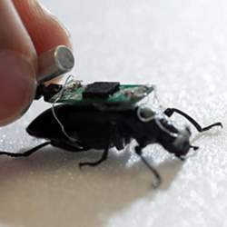 The "world's first cyborg insect": a darkling beetle with a tiny computer on its back.