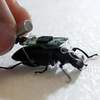 Beetle With Tiny Computer Backpack Is World's Smallest Cyborg Insect