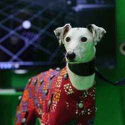 Motion data from the dogs will help create more realistic animal animations for games and films.