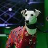 Dogs Get the Hollywood Treatment to Make Animal Animations More Realistic