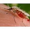 Global Mosquito-Sensing Network Being Built ­sing Smartphones