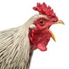 Fowl Language: AI Decodes the Nuances of Chicken 'speech'