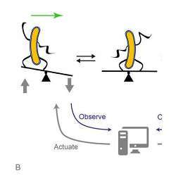 Dynamical stabilization: real-time control allows maintaining cells in unstable configurations.